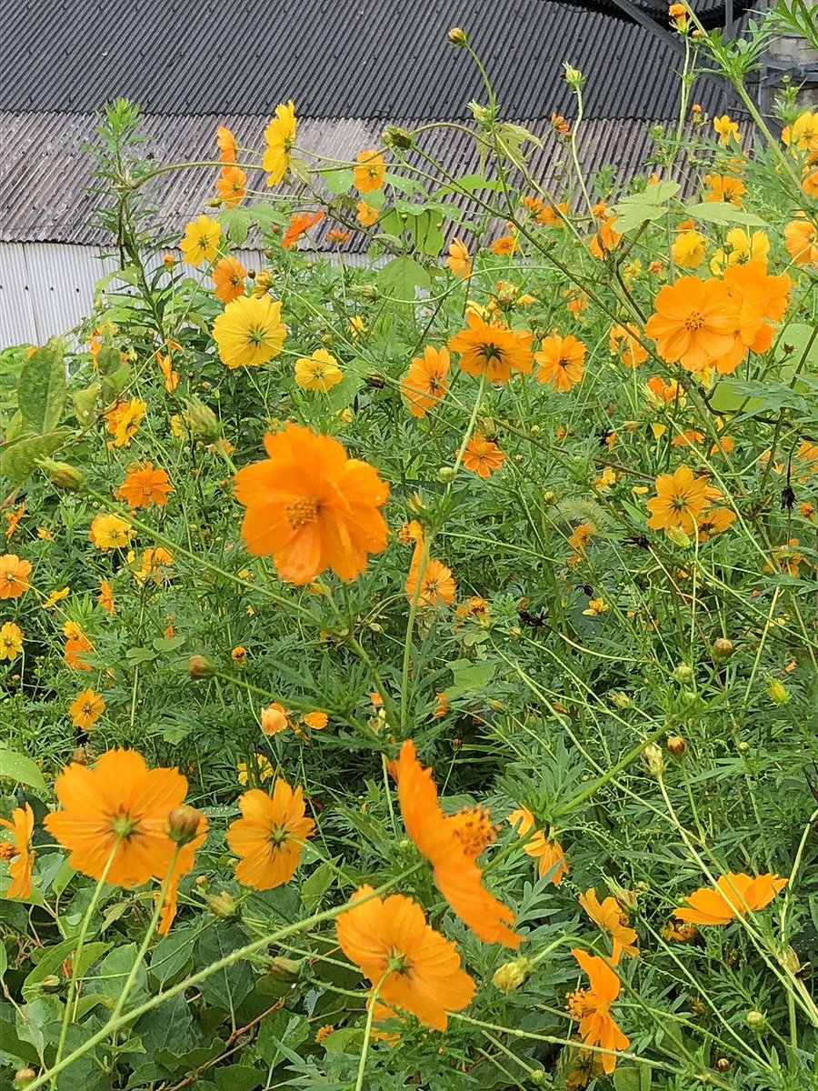 YuSaToYu tweet picture