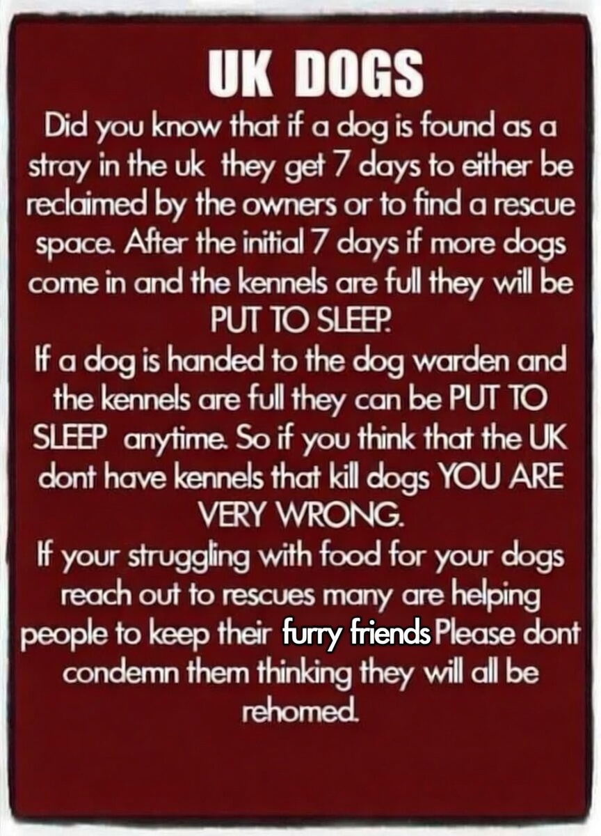AdoptionsUk's tweet photo. Please retweet , British councils will say they don't have the resources to assess all stray dogs or potential new homes. A British council can kill a healthy dog after just 7 days if local shelters are full. Shelters across the UK are full, most with waiting lists of people wanting to give up dogs. Councils are still issuing new licenses to breed.
Please tag your MP in these posts, email them or ask to meet them about overbreeding in your area?
Sadly no figures exist re how many dogs councils are killing, as vets are not required to report how many healthy dogs they kill for councils or owners.

Mass cull of dogs in the UK predicted by charity👇👇
https://t.co/MnLR87Q1yN

RSPCA report rise in neglected abandoned dogs in the UK👇👇
https://t.co/Fu5m9sRHXF

New legislation re breeding and ownership are needed, online pet selling sites should be banned‼️‼️‼️

#dogs #pets #England #Wales #Scotland #NorthernIreland #catherinefookes #adoptdontshop #Janefallon @KatieAmess @PETAUK @AndrewRosindell @scanme_tukslaw @Tukslaw_scanme #London