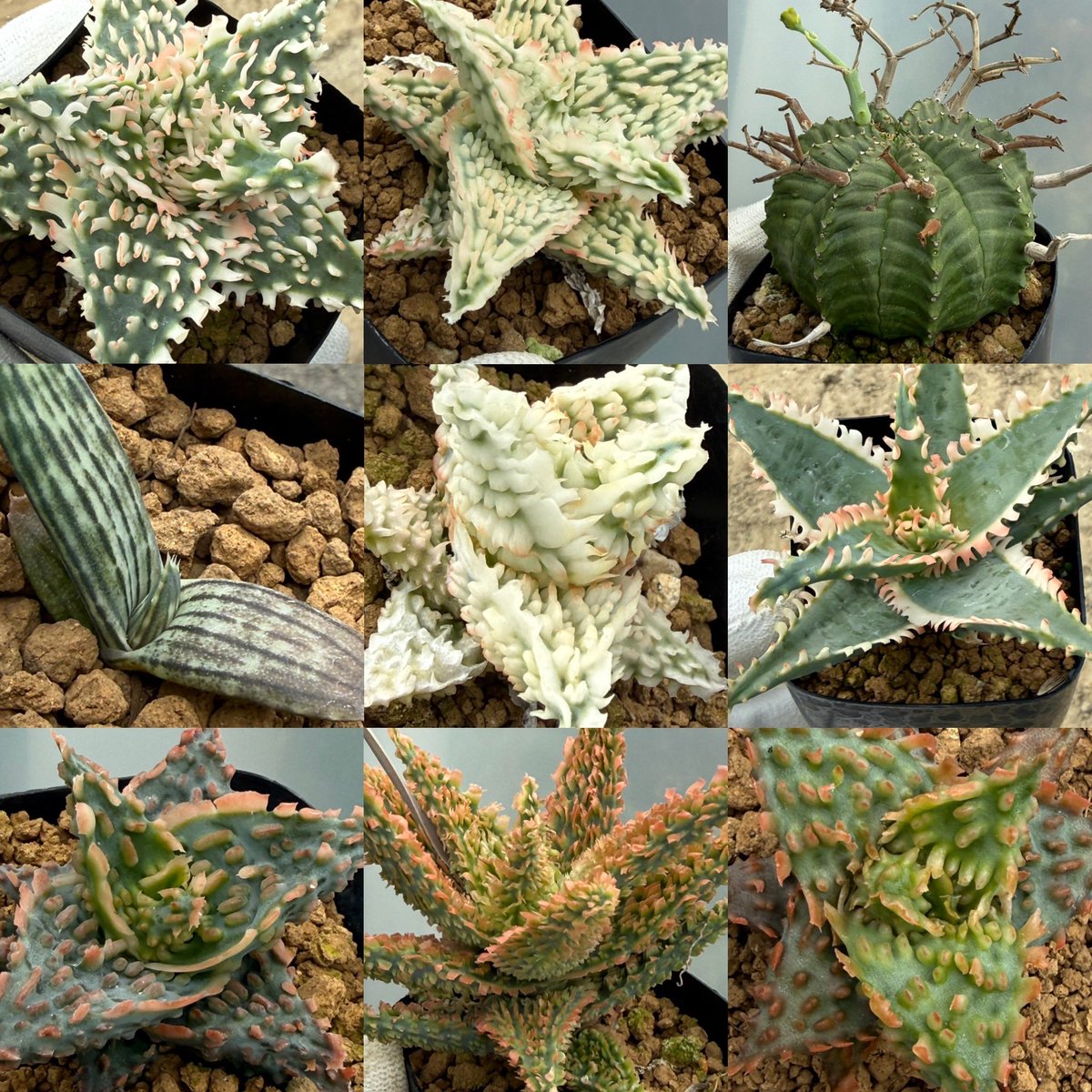 awn_plants's tweet photo. みどりのマルシェにお越しくださったみなさまありがとうございました😊🙏
植物の補充をして明日は樹祭に出店です◎
ヤフオクには少しだけ出品しました。
#aloe #アロエ
9/21（月・祝）・22（火・祝）
樹祭 一宮 2026 AUTUMN
21日 12:00〜20:00
22日 9:00〜16:00
尾張一宮駅前ビル i-ビル https://t.co/mc8YyudhTu