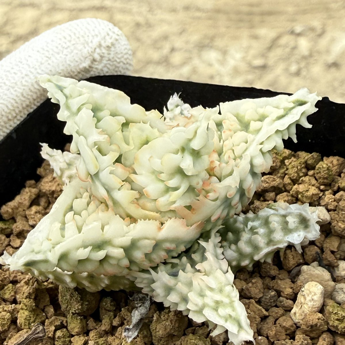 awn_plants's tweet photo. 白いゴリっとした分厚いヒダ。良くなりそう。
#awn_aloe_hybrid
#awn_aloe
#aloe #アロエ
#aloehybrid

9/21–22 樹祭 一宮
9/26 Our Plants
10/2–3 ON THE PLANTS（福岡）
10/31–11/1 BOTANICBOMB
11/28 京都みどりのマルシェ番外編 in トート広場 https://t.co/fEvSuTXqLl