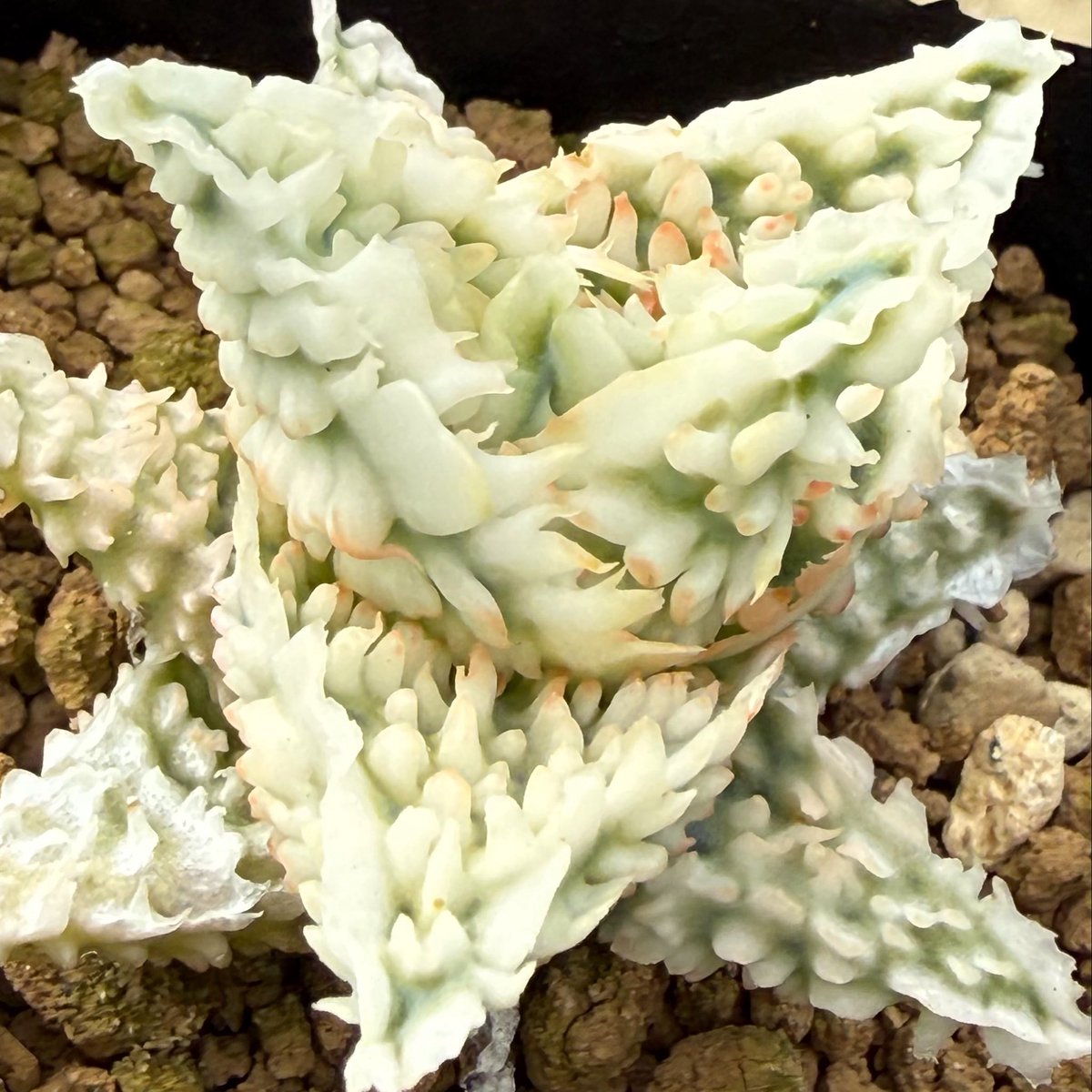 awn_plants's tweet photo. 白いゴリっとした分厚いヒダ。良くなりそう。
#awn_aloe_hybrid
#awn_aloe
#aloe #アロエ
#aloehybrid

9/21–22 樹祭 一宮
9/26 Our Plants
10/2–3 ON THE PLANTS（福岡）
10/31–11/1 BOTANICBOMB
11/28 京都みどりのマルシェ番外編 in トート広場 https://t.co/fEvSuTXqLl