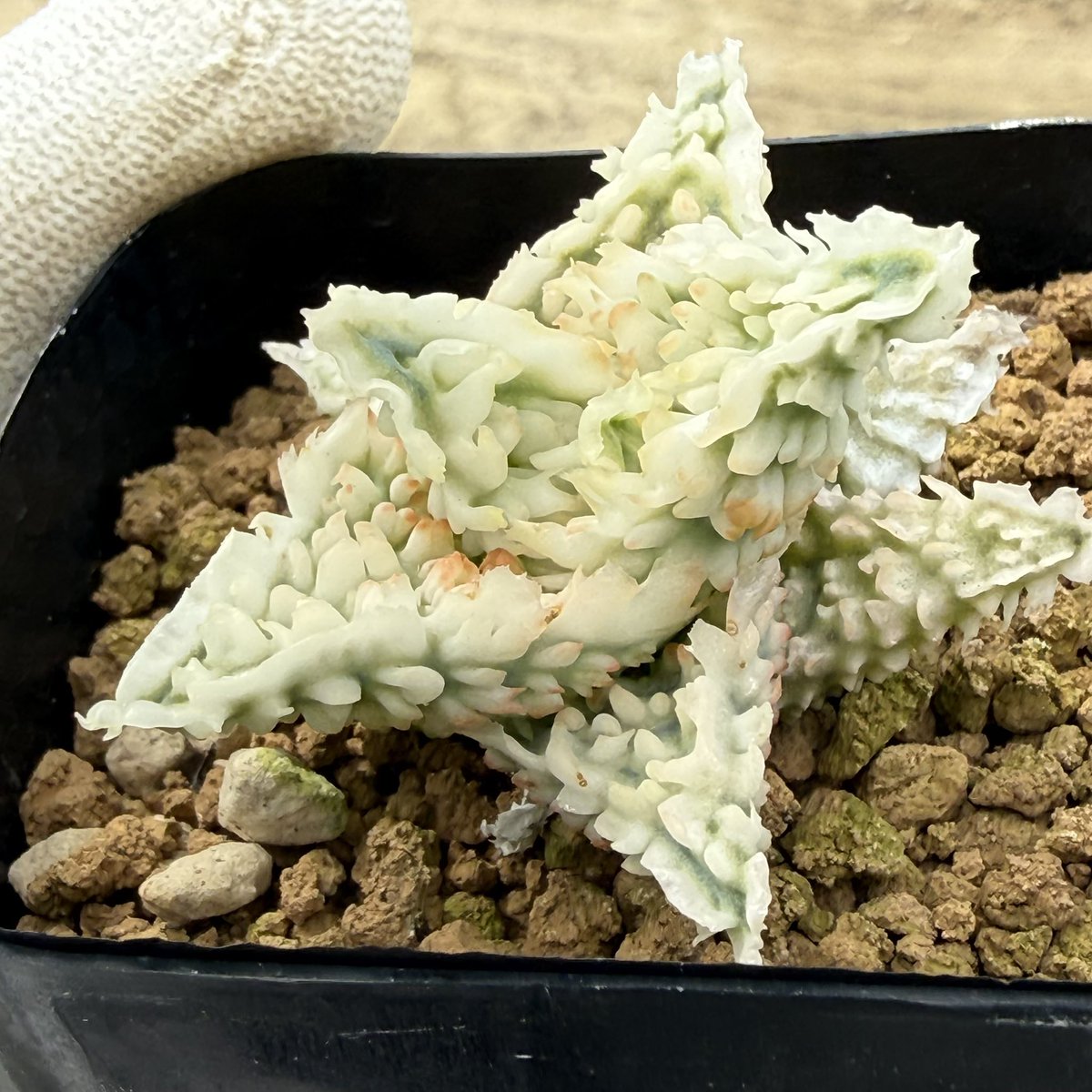 awn_plants's tweet photo. 白いゴリっとした分厚いヒダ。良くなりそう。
#awn_aloe_hybrid
#awn_aloe
#aloe #アロエ
#aloehybrid

9/21–22 樹祭 一宮
9/26 Our Plants
10/2–3 ON THE PLANTS（福岡）
10/31–11/1 BOTANICBOMB
11/28 京都みどりのマルシェ番外編 in トート広場 https://t.co/fEvSuTXqLl