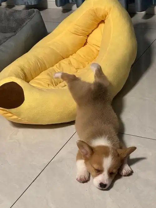 creaa173205's tweet photo. My sleepy fur baby curled up on my lap after a long walk—this is the ultimate Sunday vibe https://t.co/UhdVAdWUgb