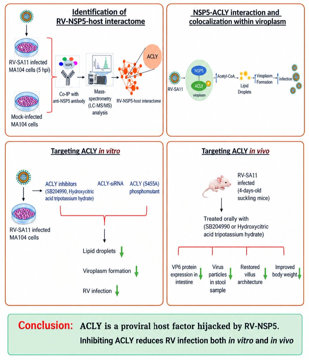ICMRNIRBI's tweet photo. A new study reveals how rotavirus NSP5 hijacks host ACLY to promote viroplasm formation and viral infection, identifying ACLY as a potential target for future anti-rotaviral therapies.
Viral Pathogenesis | DOI: 10.1080/21505594.2026.2709258
#ICMRNIRBI #ICMR4NEWINDIA #Rotavirus https://t.co/3SUctjkpYD