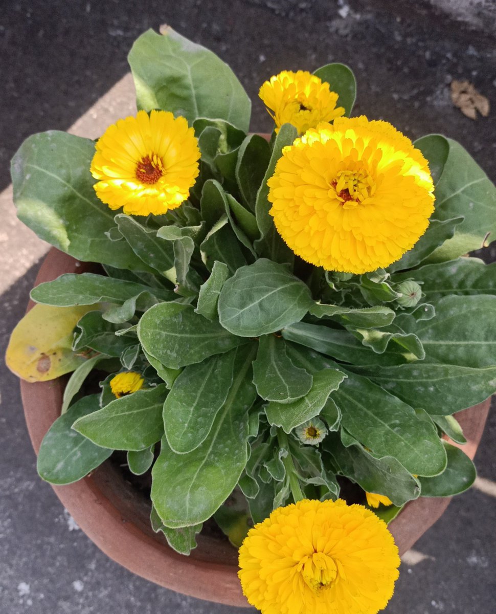 Insshhat's tweet photo. 🌺🌻🏵️🌸 https://t.co/EO655rl2o0