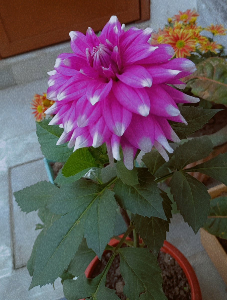 Insshhat's tweet photo. 🌺🌻🏵️🌸 https://t.co/EO655rl2o0