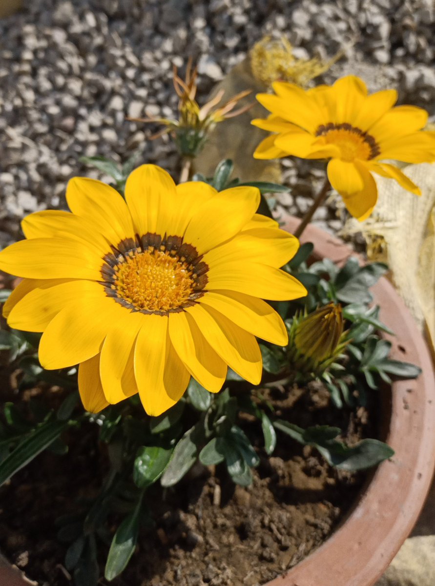 Insshhat's tweet photo. 🌺🌻🏵️🌸 https://t.co/EO655rl2o0