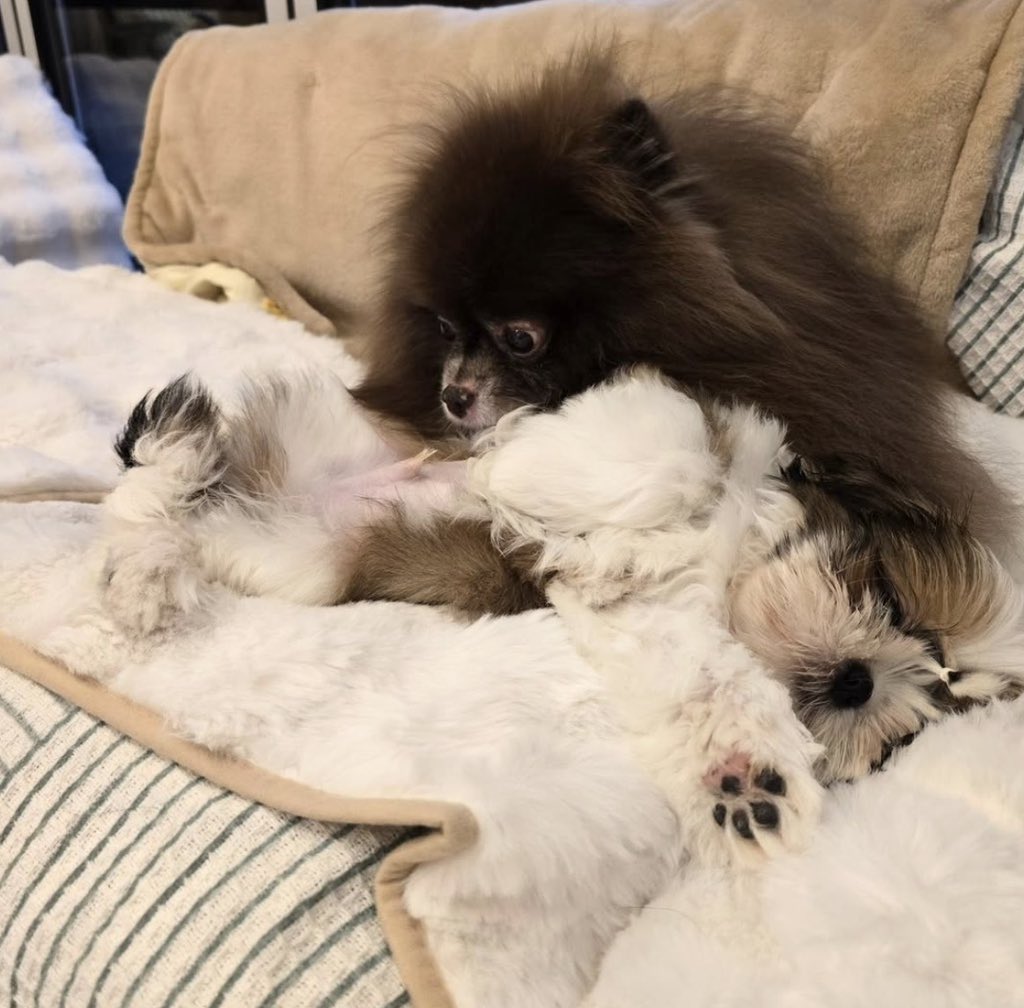 yk2aii's tweet photo. kuma day care update 🐻 https://t.co/5V7Mj3eyEZ