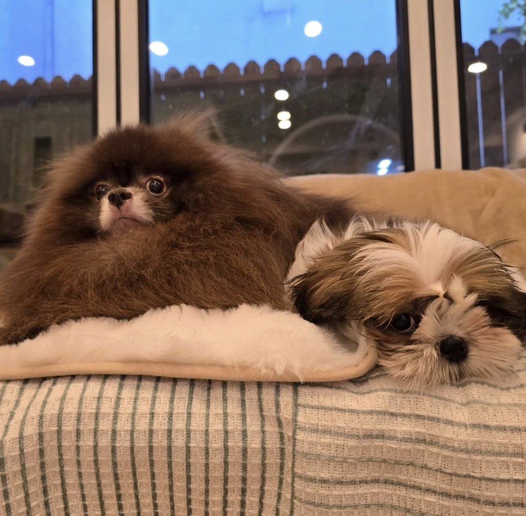 yk2aii's tweet photo. kuma day care update 🐻 https://t.co/5V7Mj3eyEZ