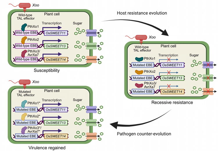 MPlantPCom's tweet photo. Precision Engineering of Evolution-Resilient Rice against Bacterial Blight #review #PlantCommunications https://t.co/mgimsssvrj https://t.co/3dVQAS3MKz