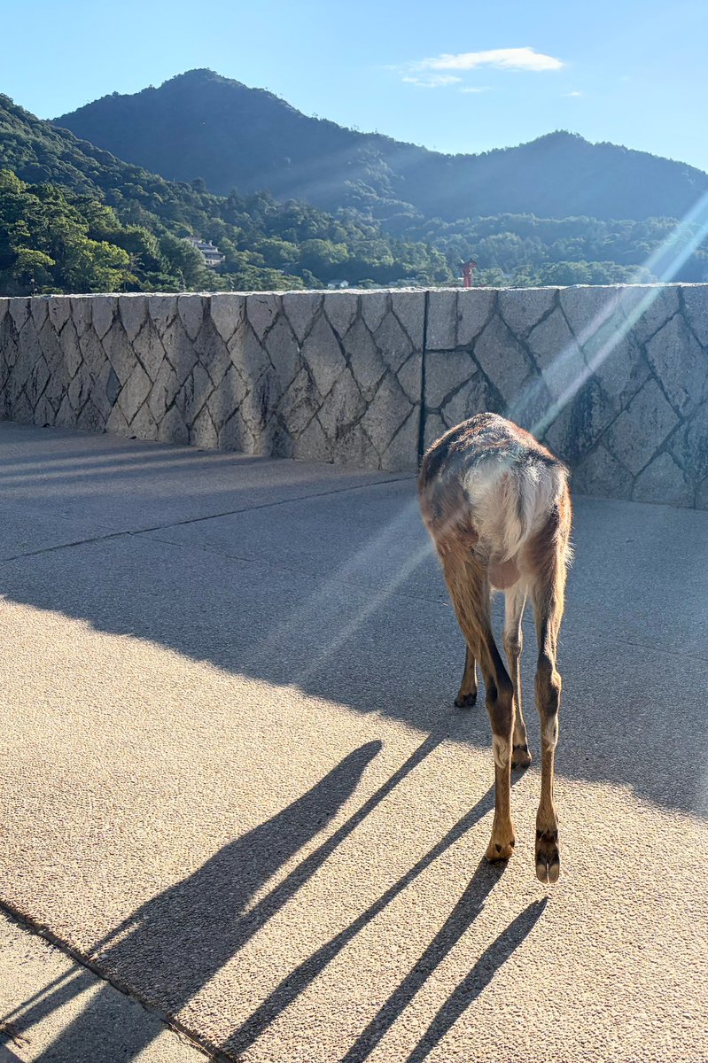 kagineko_key's tweet photo. とっておきの鹿ケツですお納めください https://t.co/ADVU6mTnOW