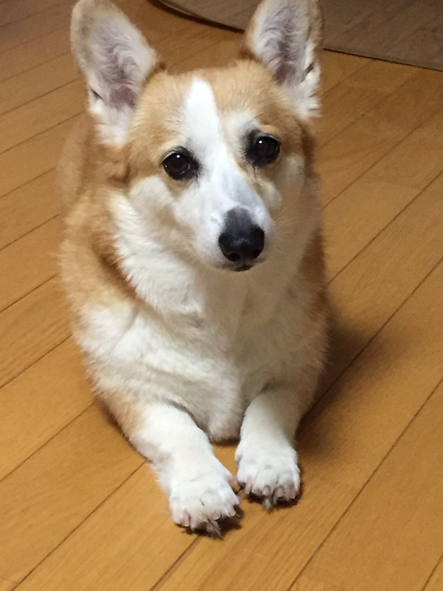 raraRAMU0221's tweet photo. 先代犬ラムです🐶
2022.4.6 14歳でお空組🌈
この写真は7歳
穏やかな子でした
#welshcorgi #コーギー #ラム
#お空組🌈 https://t.co/zqtDlQUfkj