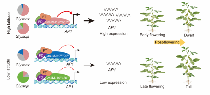 MPlantPCom's tweet photo. The Jumonji C domain-containing proteins GmJMJ19 and GmJMJ20 link florigen signaling with epigenetic regulation of photoperiodic flowering and post-flowering plant height in soybean #research #PlantCommunications https://t.co/8pHWhTZKja https://t.co/KD0fin2Tnp