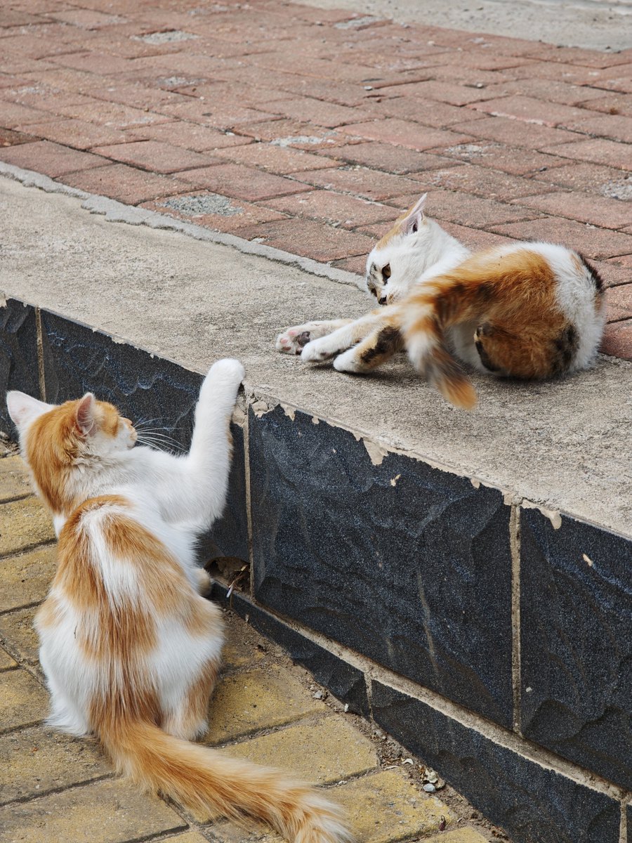 CDEWENYANG's tweet photo. 小猫开会 https://t.co/M99yidid4e