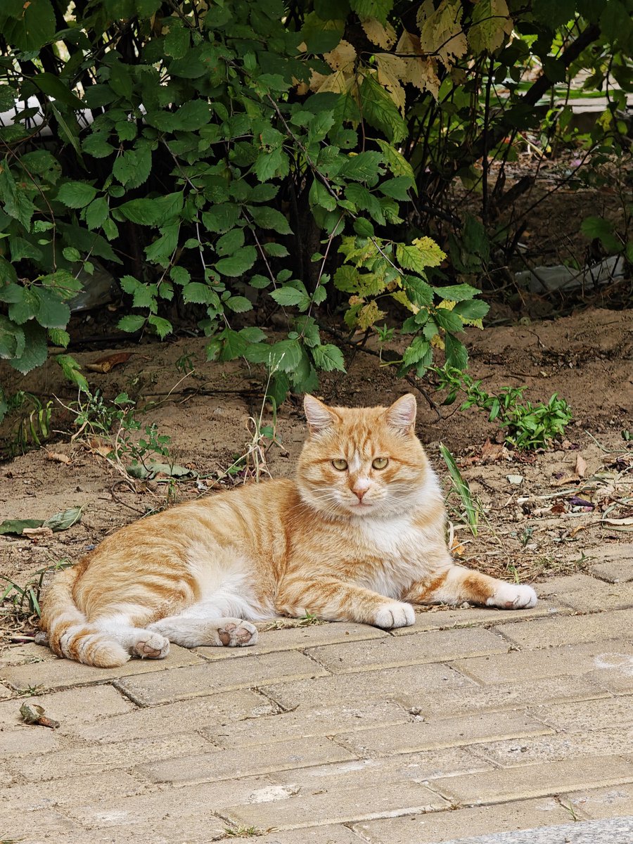 CDEWENYANG's tweet photo. 小猫开会 https://t.co/M99yidid4e