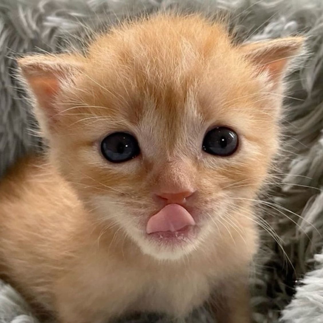 jwkittie's tweet photo. little meow meow https://t.co/J6HHlbf8qW