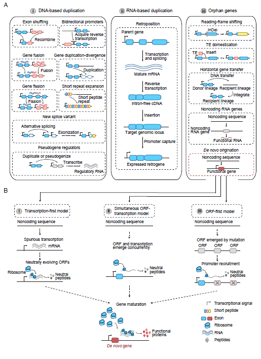 MPlantPCom's tweet photo. De novo Genes in Plants: Origins, Mechanisms, and Functional Implications #review #PlantCommunications https://t.co/zaLalP2bjN https://t.co/qfhzHuHDk1