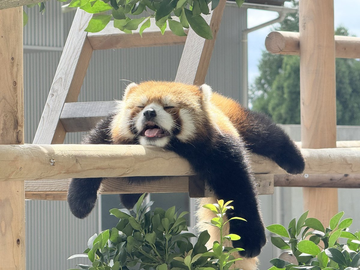 kira_sak_mocchi's tweet photo. 3種の垂れモッチー

#西山動物園
#レッサーパンダ
#モッチー https://t.co/bwcli91guW