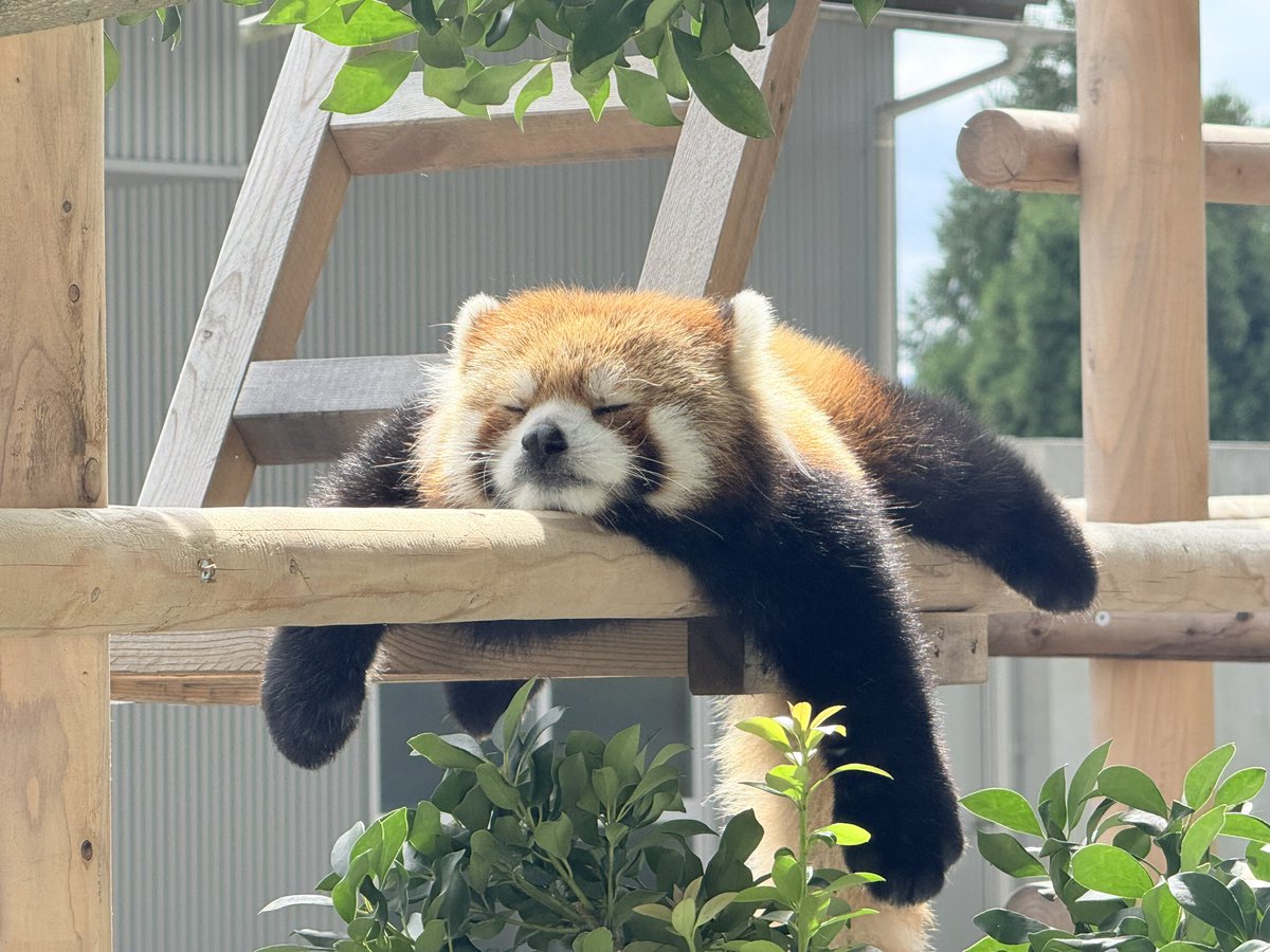 kira_sak_mocchi's tweet photo. 3種の垂れモッチー

#西山動物園
#レッサーパンダ
#モッチー https://t.co/bwcli91guW