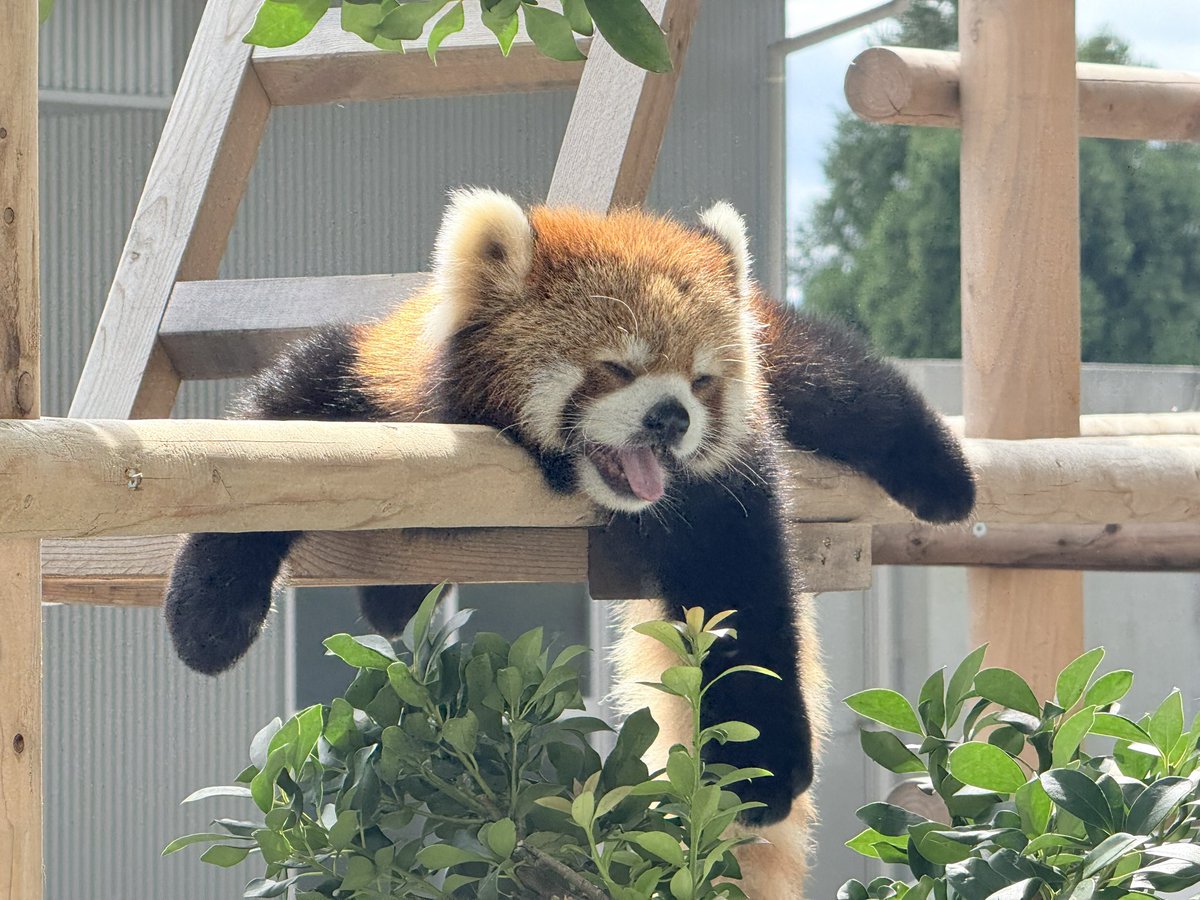 kira_sak_mocchi's tweet photo. 3種の垂れモッチー

#西山動物園
#レッサーパンダ
#モッチー https://t.co/bwcli91guW