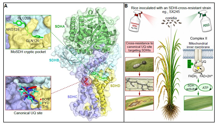 MPlantPCom's tweet photo. Targeting a cryptic Magnaporthe oryzae-specific pocket in succinate dehydrogenase to combat rice blast #research #PlantCommunications https://t.co/u9Vc2mVtuE https://t.co/vl8T1ZglRO
