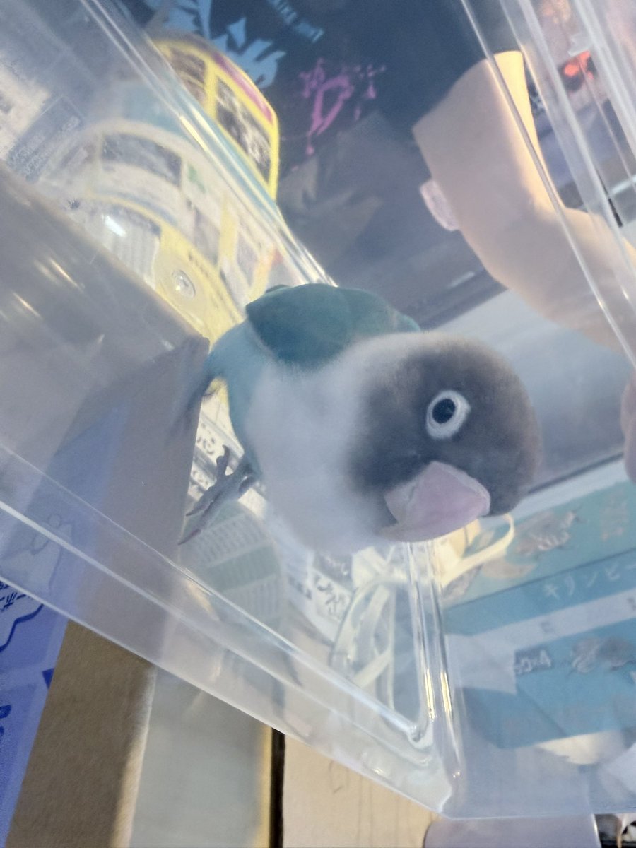 yunkop3q's tweet photo. 今池祭りに迷子の鳥ちゃんがいらっしゃいました。
飼い主の方、今池まつり本部まで行って下さい！

#今池まつり
#迷子鳥 https://t.co/yvlzItWQbn