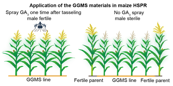 MPlantPCom's tweet photo. A three-threshold gibberellin model defines tunable uncoupling of male fertility and growth to facilitate maize hybrid seed production #research #PlantCommunications https://t.co/vlUDJZYmsl https://t.co/Hgex5WIFXB