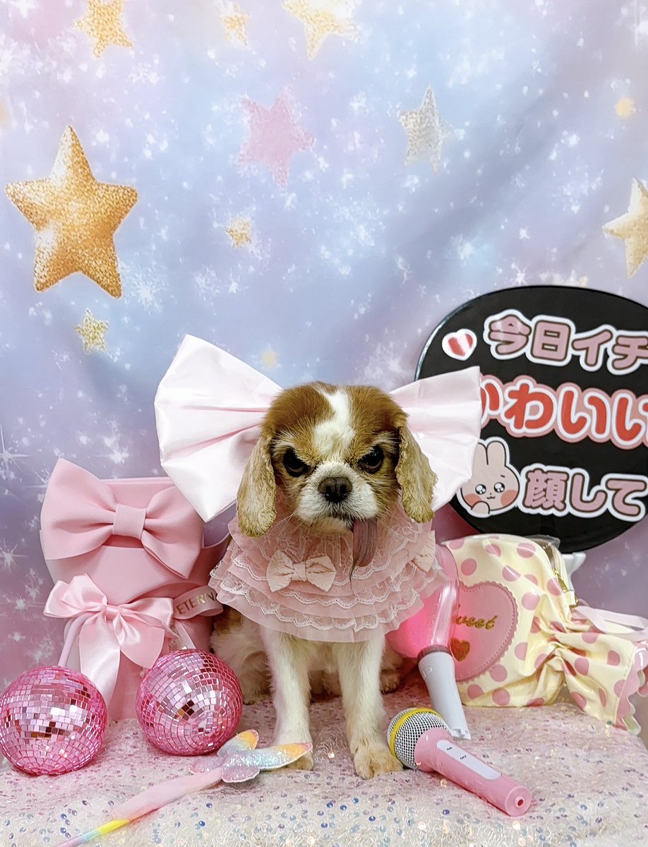 vivitomaaru's tweet photo. トリミングしてきました https://t.co/UxtAXYEDj9