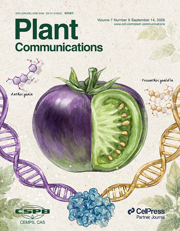 MPlantPCom's tweet photo. Plant Com Sep 2026 issue🎉Cover Story: Spatial control of anthocyanin and proanthocyanidin production in tomato fruits by competitive MBW complexes to promote seed dispersal. Image by Zilin Qian and Chenyang Zhang. https://t.co/XKvqGcvTAC https://t.co/aTdXhevRMx