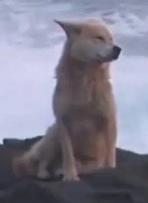 Charrdev's tweet photo. Same narrative as the cat yesterday

A dog got attacked by a hunter and nearly didn't survive, but he did.

 He also waited for his owner like Hachiko.

https://t.co/GBXprJLhPr https://t.co/lhoGktja4Q