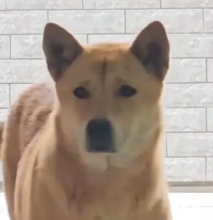 Charrdev's tweet photo. Same narrative as the cat yesterday

A dog got attacked by a hunter and nearly didn't survive, but he did.

 He also waited for his owner like Hachiko.

https://t.co/GBXprJLhPr https://t.co/lhoGktja4Q