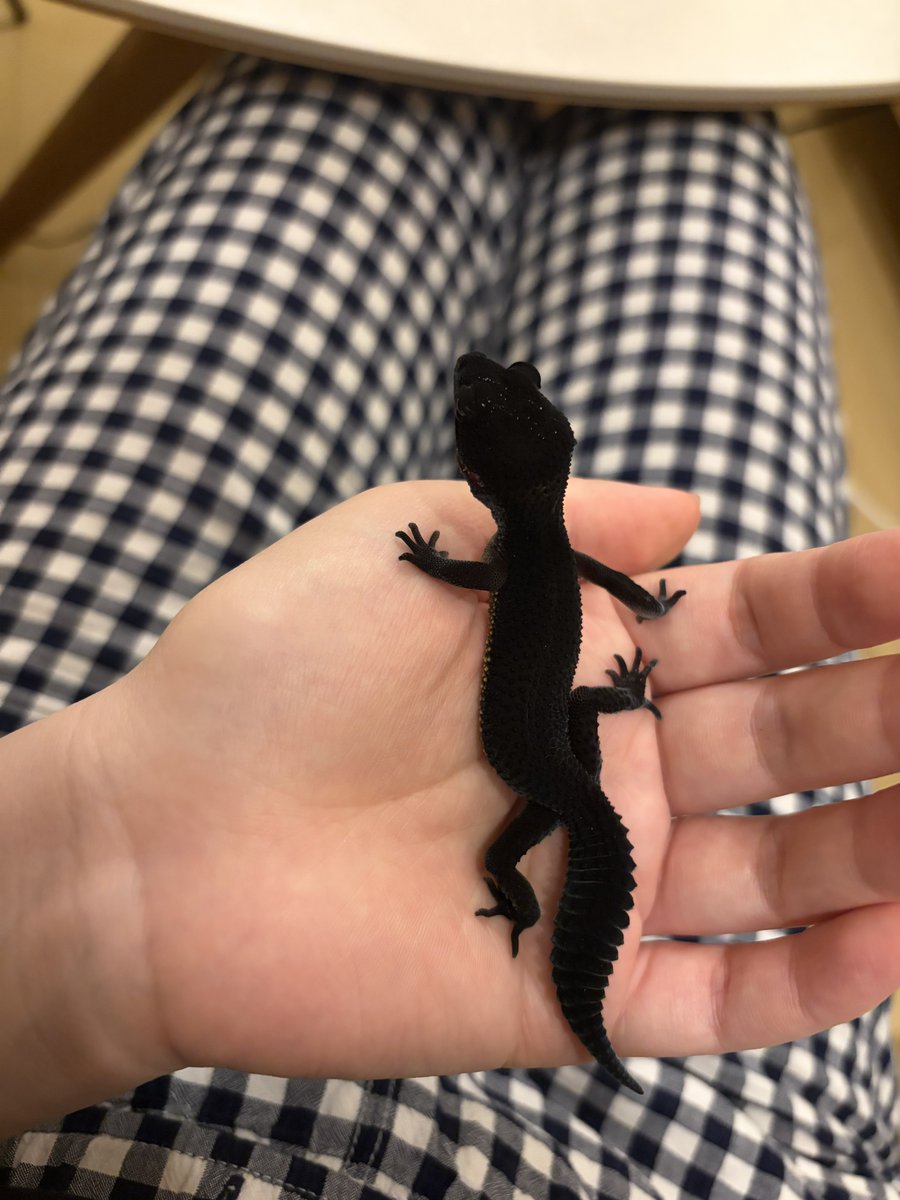 misonamegecko's tweet photo. 漆黒ベビーフェイスなブラックナイトちゃんお迎えしました✨️✨️✨️✨️✨️（無加工）
めちゃくちゃ手に乗ってきて可愛すぎる
#レオパ https://t.co/XdcqaBwZUY