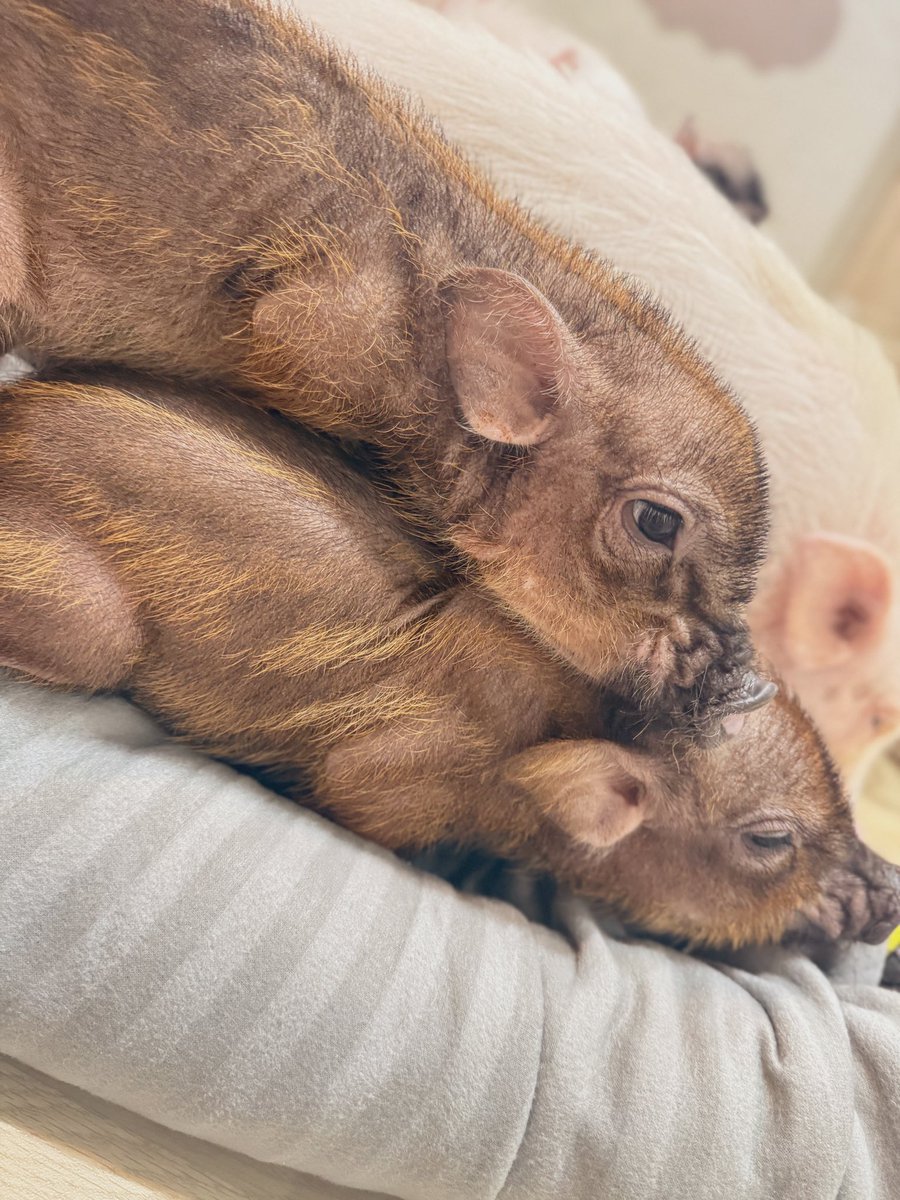 X412H's tweet photo. pig cafe🐽💛 https://t.co/5oBtWye19e