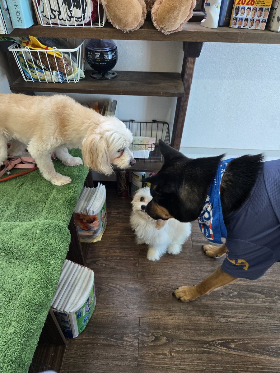 dogsalonjuno21's tweet photo. 看板犬からの洗礼 https://t.co/OPGYNnMPrX
