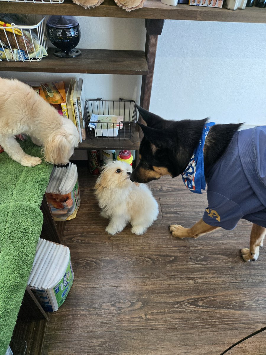 dogsalonjuno21's tweet photo. 看板犬からの洗礼 https://t.co/OPGYNnMPrX