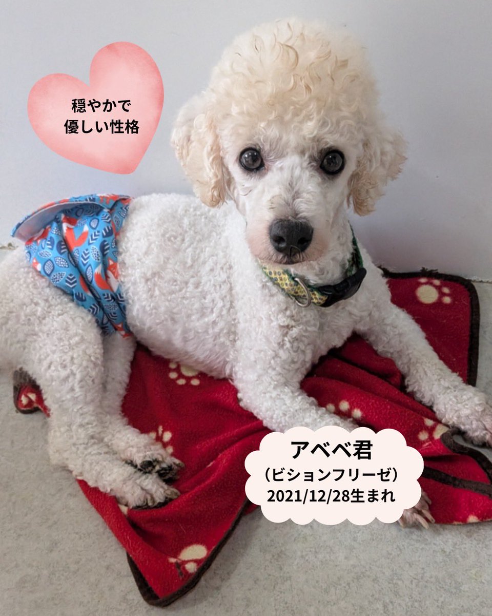 petminuma's tweet photo. 🐾 里親様募集中 🐾
アベベ
（ビションフリーゼ）
2021年12月28日生まれの男の子です🐶

穏やかで優しく、キラキラしたおめめがとっても可愛いアベベ君。

なかなかご縁に恵まれず、シェルターで過ごしています。

ちょっぴり頭が大きめ？
足が短め？
胴が長め？🤭

そんなところもチャームポイント♡ https://t.co/wy76KLjSdJ