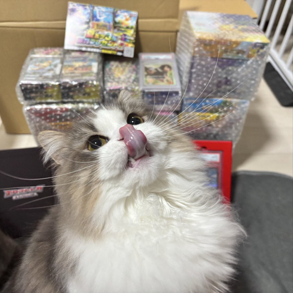 acccfftja_arora's tweet photo. 夏ポケカ初所持！！
防湿庫買って飾らないと🐱
ブラッキーと30thbox届くのも楽しみ
エクストレカ（＠extoreca）さん
#エクストレカ当選報告 https://t.co/zwOETsTLPB