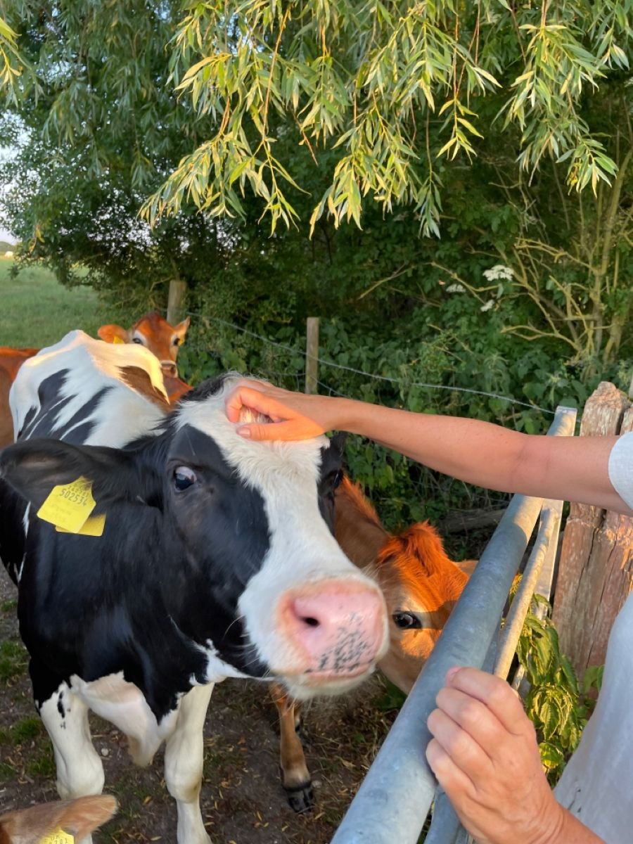reminiscinbby's tweet photo. countryside life https://t.co/KPWQUxfVQY