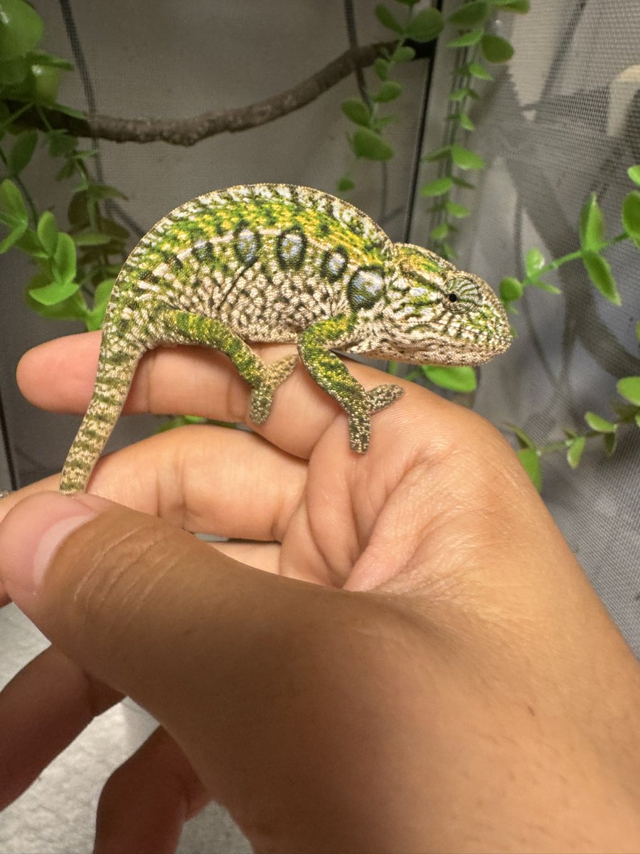 hacyuTC's tweet photo. ビックレプでのお迎えではありませんが、マダ便をお願いしていて本日到着しました！

カーペットカメレオン

めちゃめちゃ綺麗です！
1匹だけ激おこちゃんがいます笑

本当はオショおかわりもお願いしてたんだけど、今回は入荷がなかったらしく次回に😭

＃カーペットカメレオン 
＃爬虫類
#カメレオン https://t.co/WuZTi53ttB