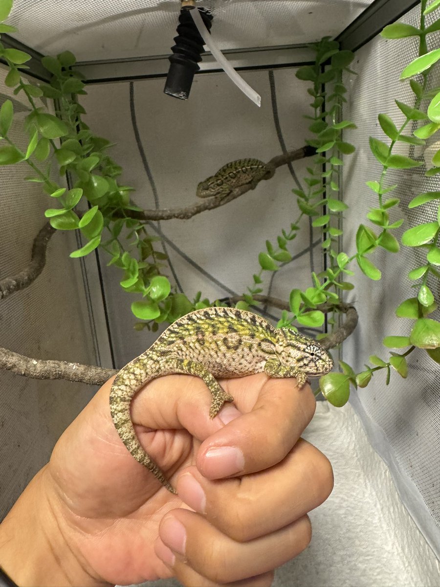 hacyuTC's tweet photo. ビックレプでのお迎えではありませんが、マダ便をお願いしていて本日到着しました！

カーペットカメレオン

めちゃめちゃ綺麗です！
1匹だけ激おこちゃんがいます笑

本当はオショおかわりもお願いしてたんだけど、今回は入荷がなかったらしく次回に😭

＃カーペットカメレオン 
＃爬虫類
#カメレオン https://t.co/WuZTi53ttB