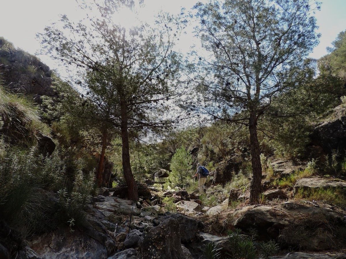 Senderosalmeria's tweet photo. Desde la Barriada de Alcora, Canjáyar, subimos por el Barranco de la Talilla, alternando tramos por el cauce con pequeños ascensos y descensos entre pinos, roca y vegetación de rambla. Es un rincón encajado y frondoso de la Sierra de Gádor. Almería. https://t.co/4WJLPLR93J