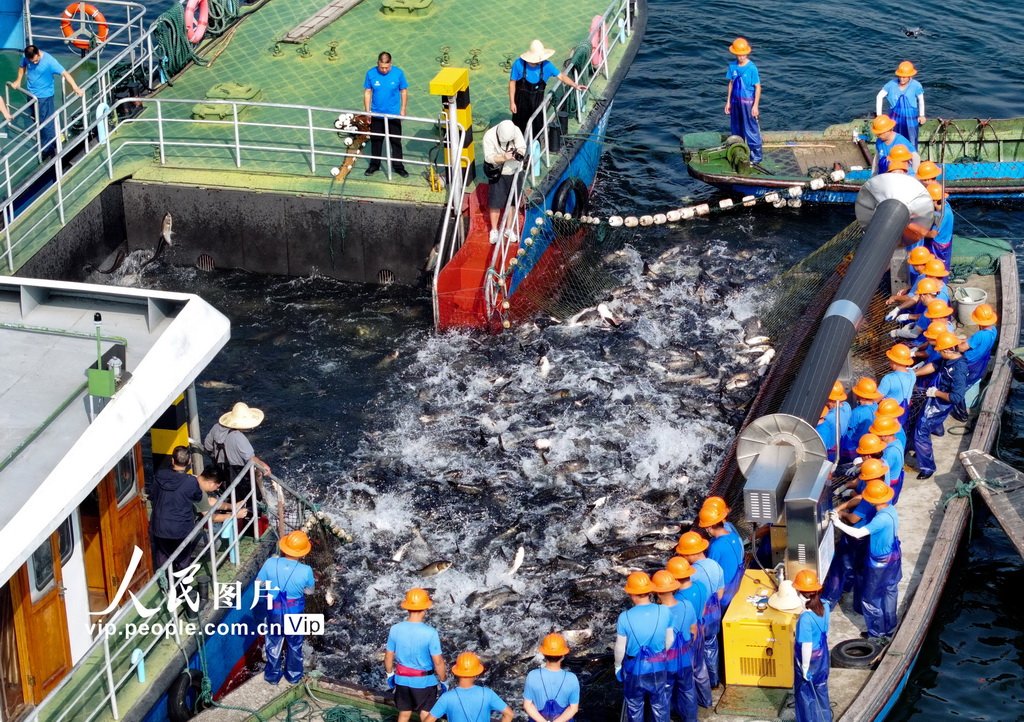 PDChinese's tweet photo. 【浙江淳安：千島湖“秋捕第一網”喜獲豐收】9月20日，浙江省杭州市淳安縣千島湖大橋水域，秋季巨網捕撈正式拉開帷幕，“秋捕第一網”共收穫鰱鱅魚3.5萬公斤。碧波湖面之上，群魚翻騰跳躍，漁民合力起網，再現湖上豐收的壯觀景象。 https://t.co/HIXBxAlgdU