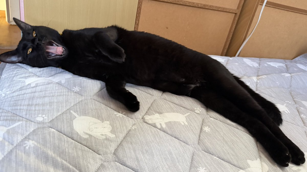 kt2crz's tweet photo. 変な妖怪がおる…
#猫 #黒猫 #ぼたん #あくび #がおー https://t.co/9iPKFtmAGo
