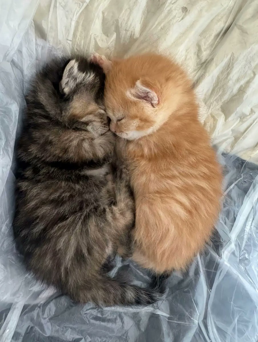 PostofcatsX's tweet photo. https://t.co/vQx5xbvE7P