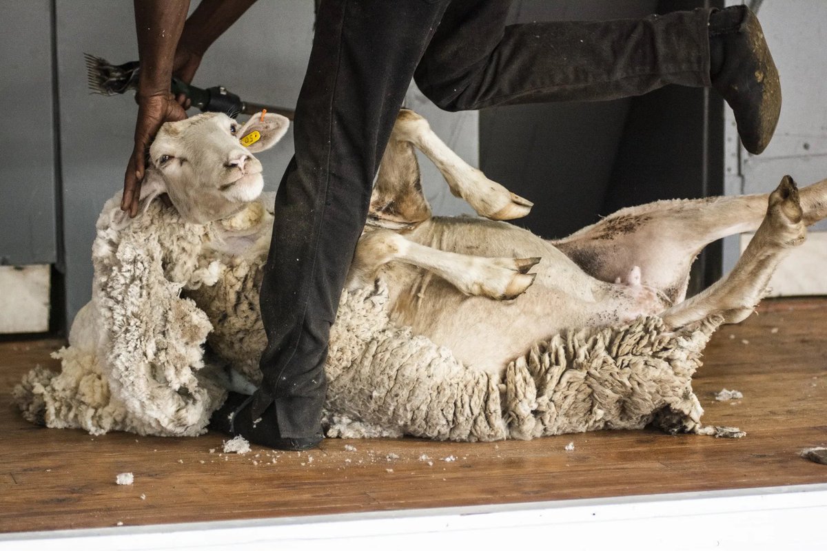AnimalUnite's tweet photo. Tomorrow marks a week since it all, and the CEO who assaulted @PETA activists has JUST RESIGNED after mounting public pressure, but gentle sheep are STILL SUFFERING for the @CFDA RIGHT NOW! #BanWool https://t.co/nXA0hMLDFv