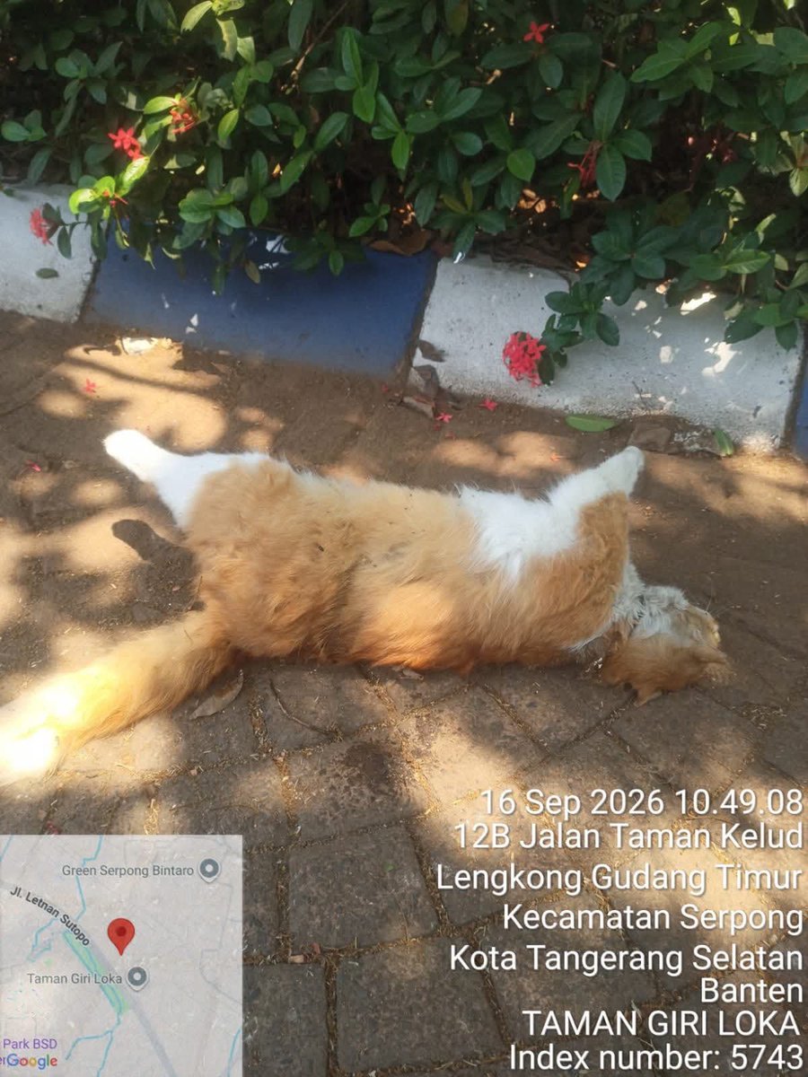 Sipitungscbd's tweet photo. Kalian yang ngeracunin kucing-kucing sampai mati, semoga hidup kalian dipenuhi penderitaan lahir batin.

Kucing-kucing ini ada yang punya, memang berkeliaran di kompleks yang tertera di foto. Memang ada beberapa warga kompleks yang sangat membenci kucing.

Kuat dugaan, mereka yang meracuni kucing-kucing ini.