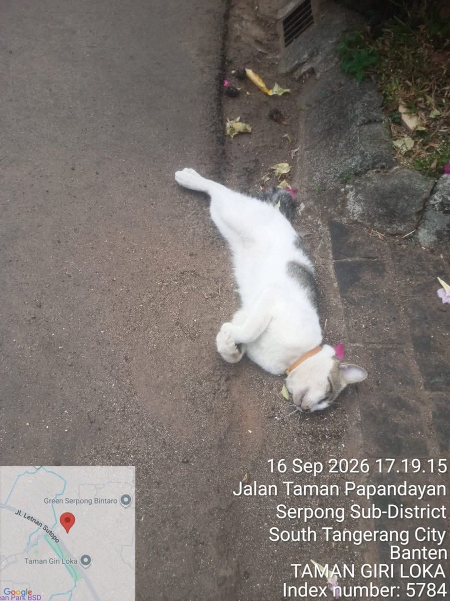 Sipitungscbd's tweet photo. Kalian yang ngeracunin kucing-kucing sampai mati, semoga hidup kalian dipenuhi penderitaan lahir batin.

Kucing-kucing ini ada yang punya, memang berkeliaran di kompleks yang tertera di foto. Memang ada beberapa warga kompleks yang sangat membenci kucing.

Kuat dugaan, mereka yang meracuni kucing-kucing ini.