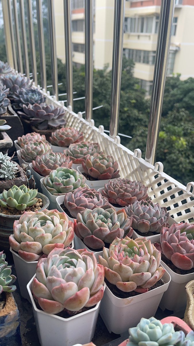 alift843416's tweet photo. [Want to try something fun in your spare time Start growing succulents—they’re low-effort, cute, and always make your day brighter! ]， https://t.co/6U7DcPQifn