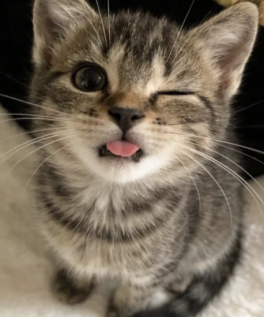 pinkbboki's tweet photo. 😛😼 https://t.co/jSml8GMv43