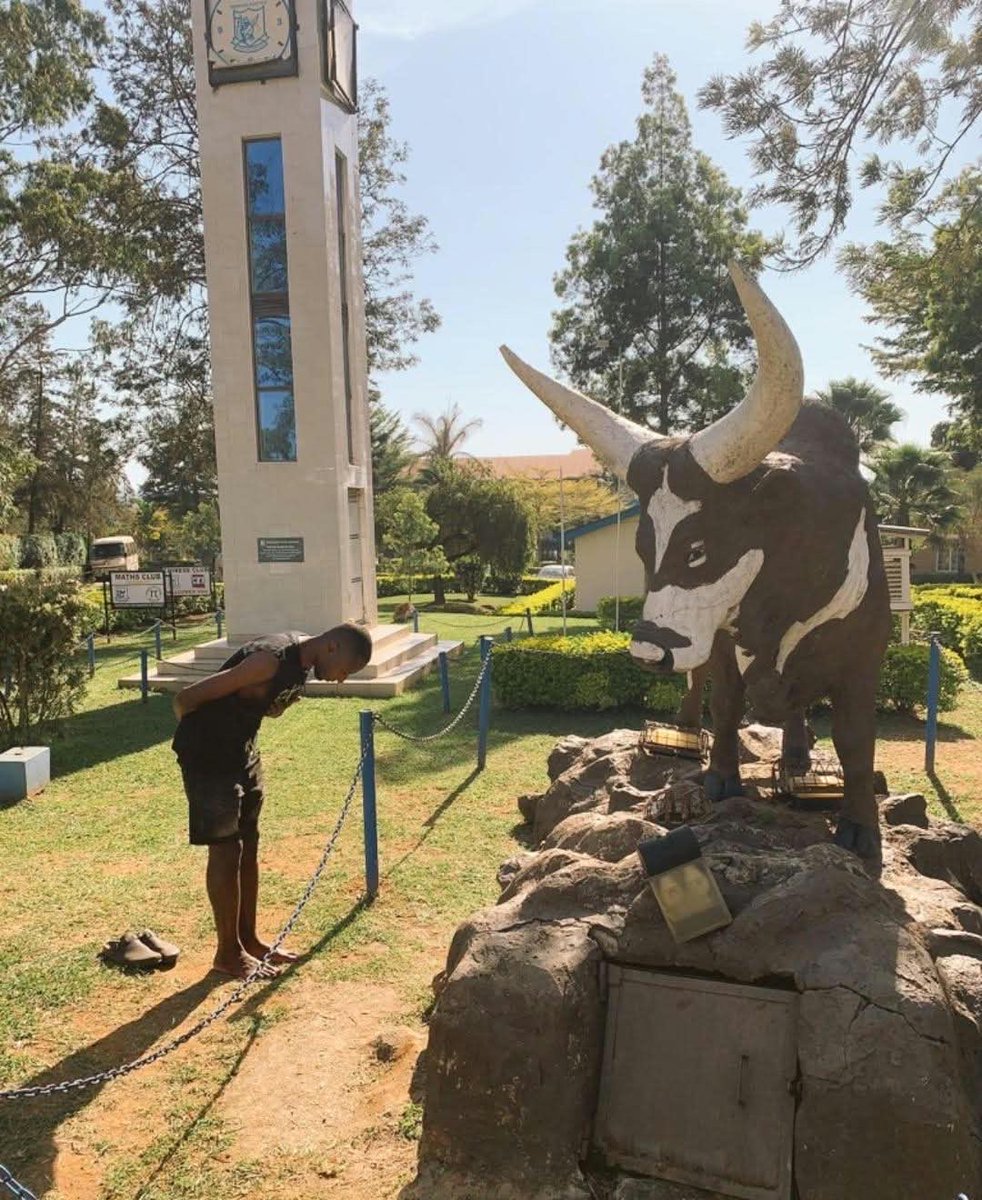 bitekyerezomed1's tweet photo. Believe you me; Mbarara High School OBs love their Bull symbol and this School. See this wonderful Boy! E Chaapa Oyeeee!!! https://t.co/0hApyQaAxh